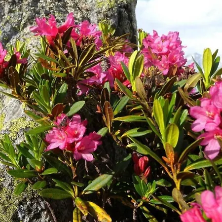 Chesa Islas- Wohnng 11 By Interhome Apartment