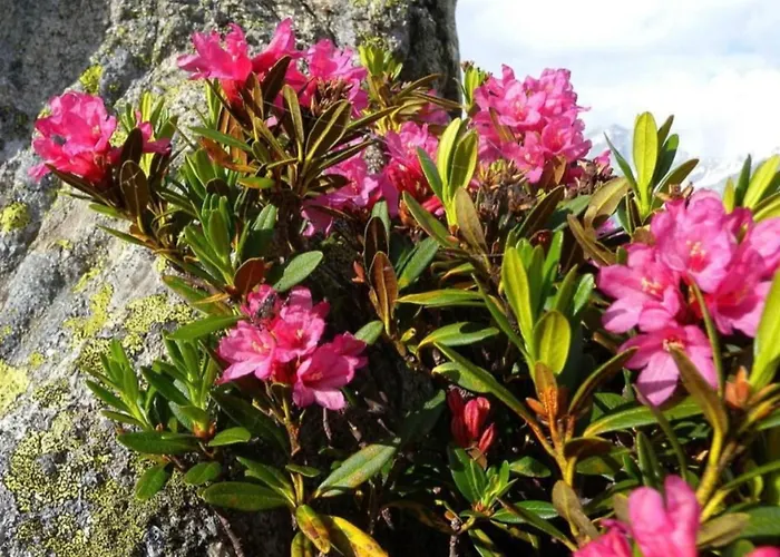 Chesa Islas- Wohnng 11 By Interhome Apartment